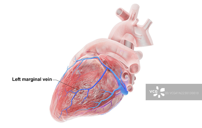 人心脏左边缘静脉插图图片素材