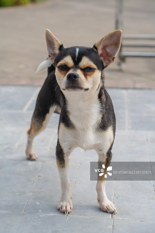 一只小巧的黑棕色吉娃娃自信地站在石铺上，耳朵竖起，目光专注，姿态警觉。图片素材