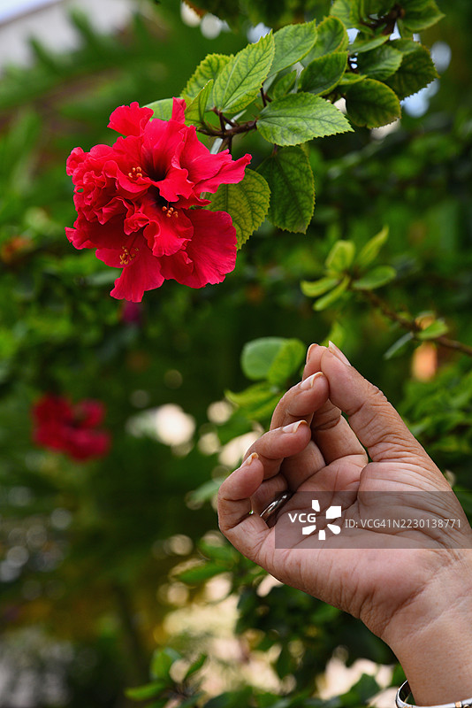 一只手伸出去采摘神圣的木槿花。图片素材