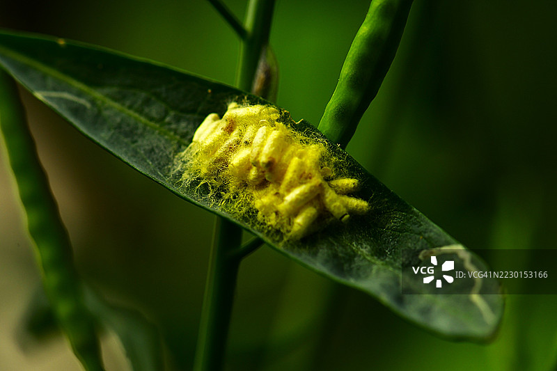 叶卷蛾，卵壳，孵化，叶卷蛾，蛾图片素材