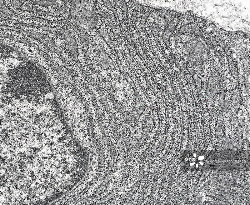 等离子细胞中细胞器的高倍放大透射电子显微镜图像，显示粗糙内质网（RER）。图片素材
