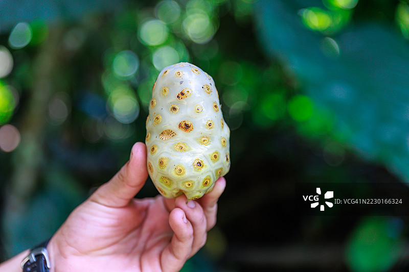 诺尼药用植物，图片素材