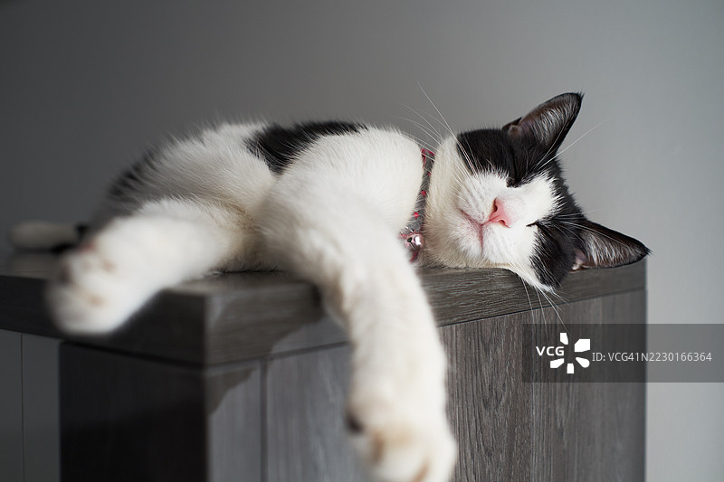 睡觉的猫图片素材