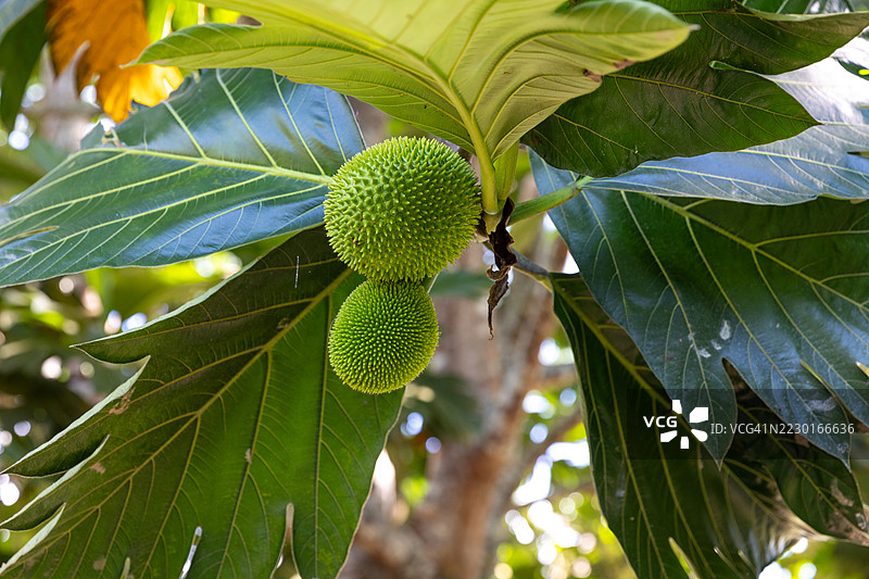 来自秘鲁丛林的药用植物图片素材