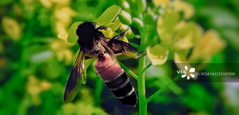 蜜蜂在黄色花朵上授粉的特写镜头图片素材