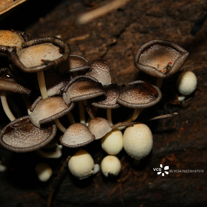 森林地面上聚集的蘑菇特写图片素材