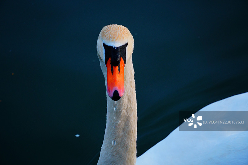 优雅的天鹅嘴上带着水珠图片素材