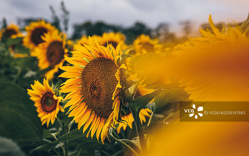 夏季田野中的向日葵图片素材