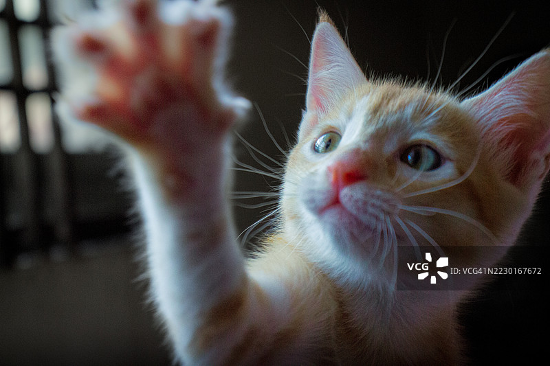 好奇的小猫伸出爪子图片素材