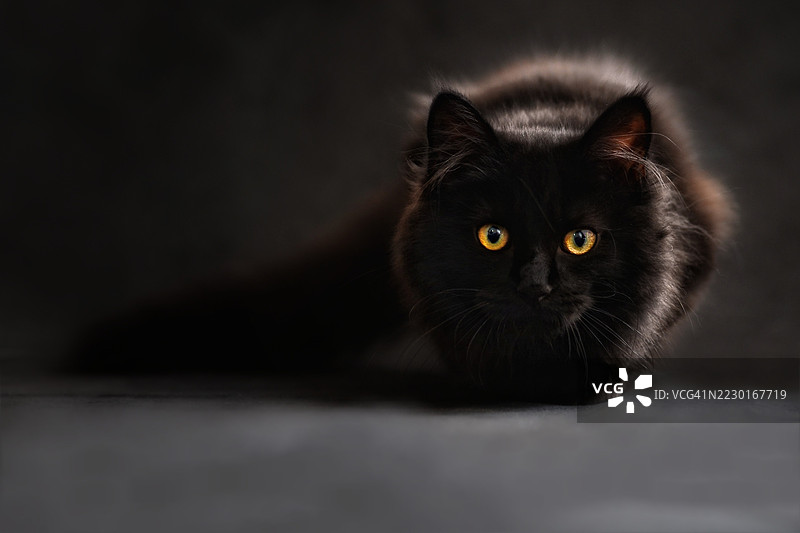 黑猫在黑暗环境中，眼睛闪烁着强烈的黄色光芒图片素材