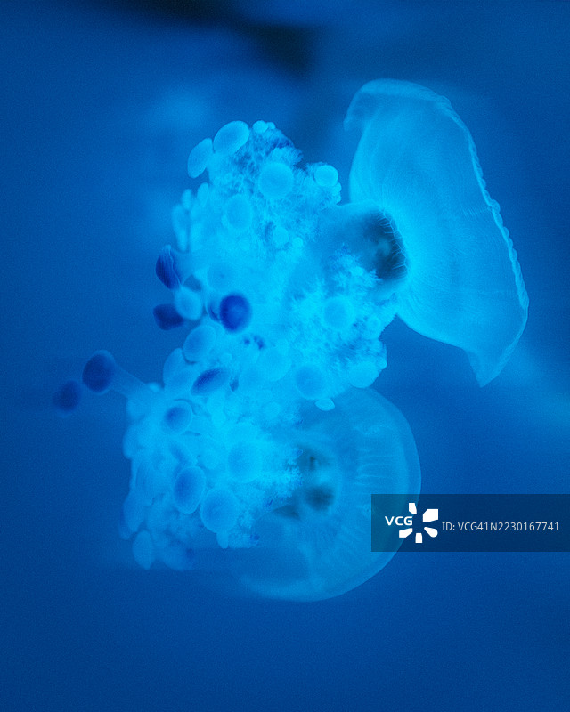 深蓝色海洋中的发光水母图片素材
