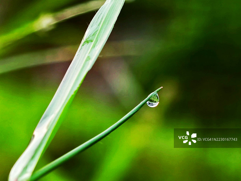 草叶上的露珠图片素材