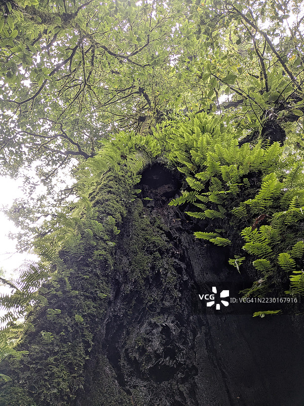 茂密森林中树干上生长的蕨类植物和苔藓图片素材