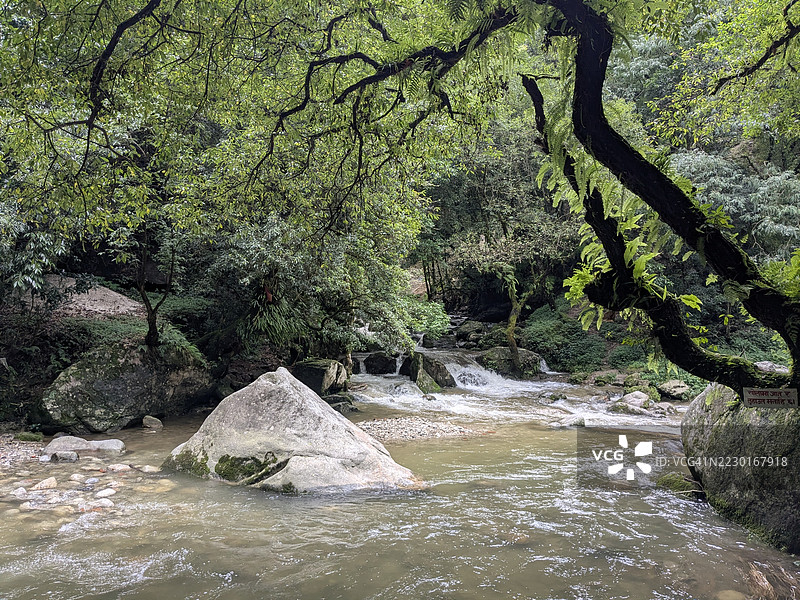 宁静的河流穿过郁郁葱葱的森林图片素材