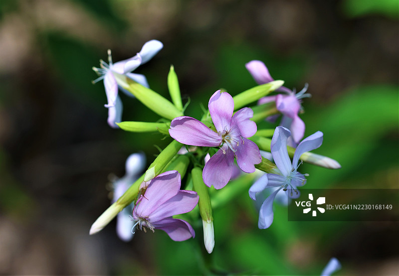 盛开的肥皂草花特写图片素材