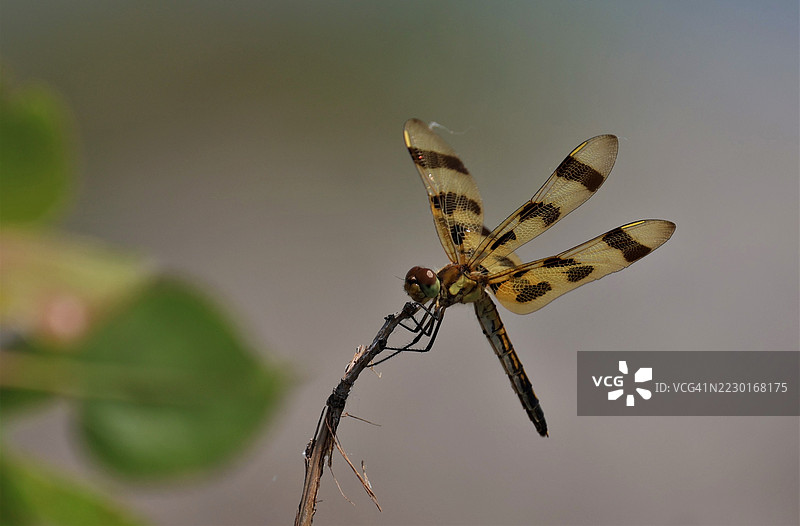 万圣节旗龙蜻蜓栖息在树枝上图片素材