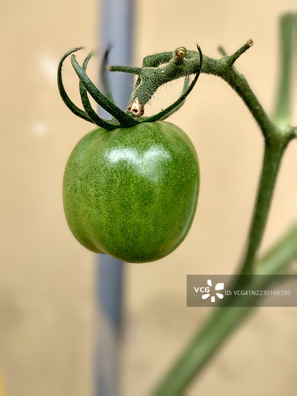 藤上的绿色番茄特写图片素材