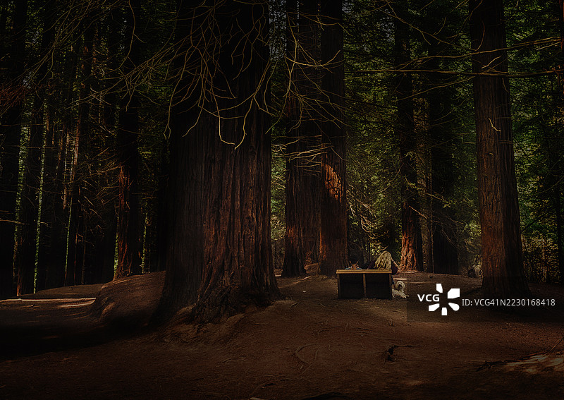 红木树间的孤独图片素材