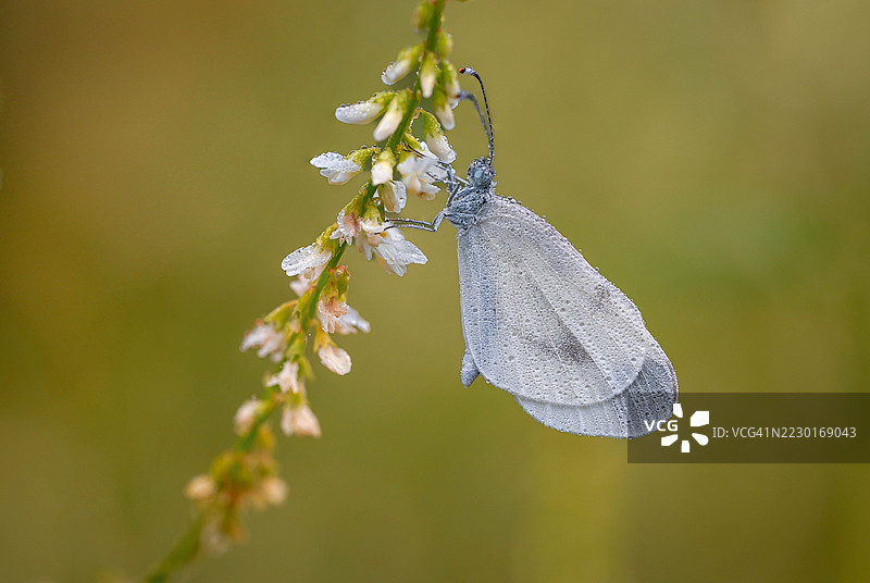 沾满露水的蝴蝶栖息在花茎上图片素材