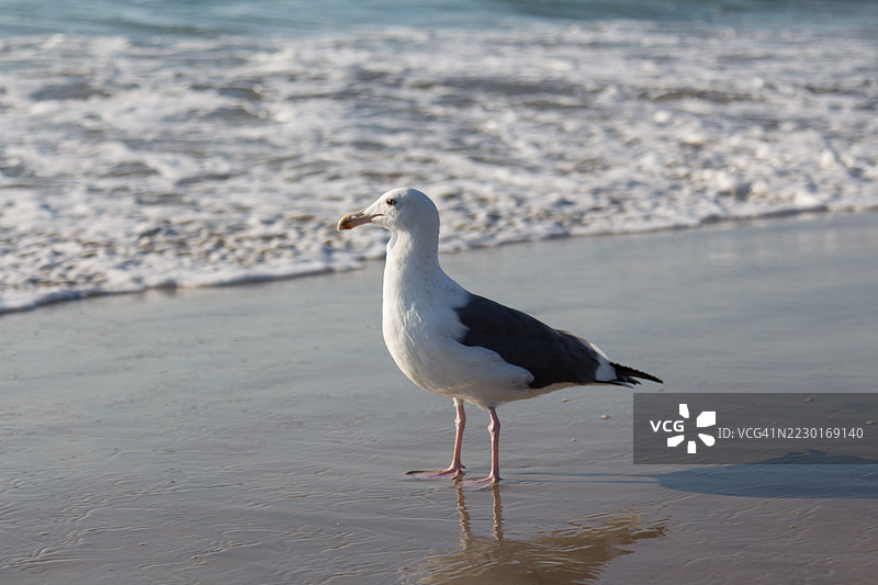 海鸥站在海滩湿沙上图片素材