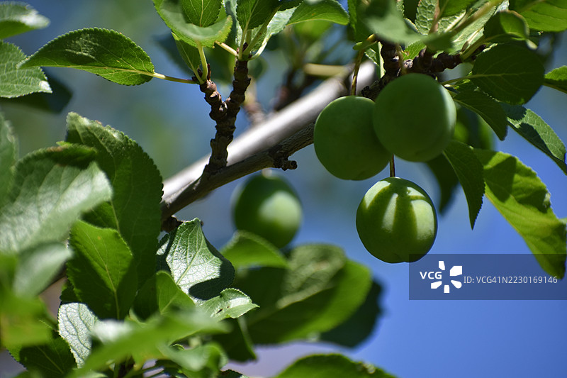 青梅挂在树枝上，背景是晴朗的蓝天图片素材