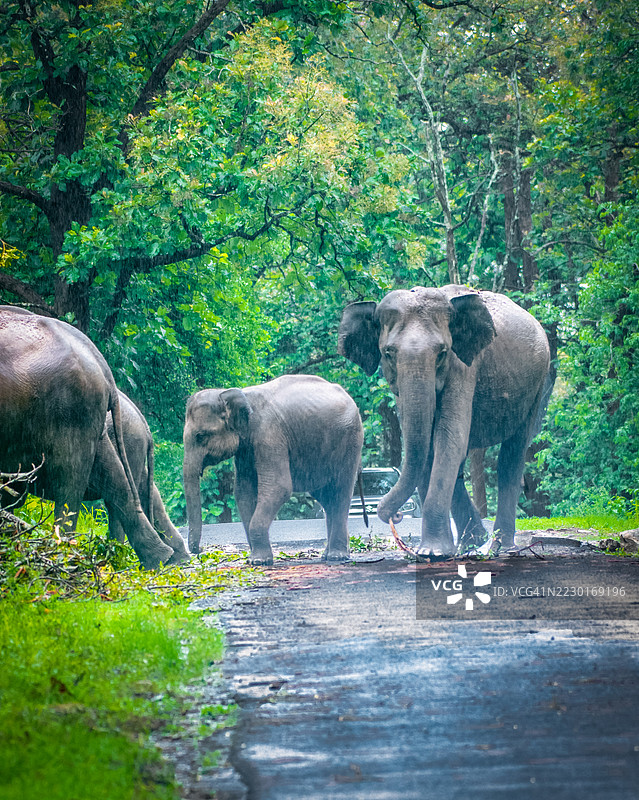 大象在雨中阻挡森林道路图片素材