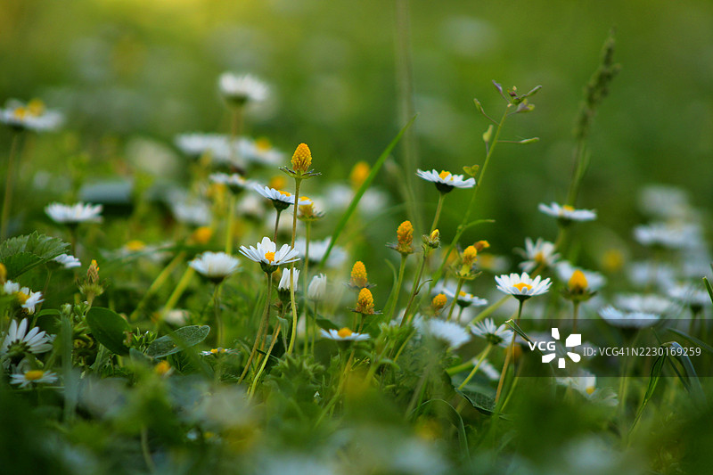 在郁郁葱葱的草地上盛开的雏菊图片素材