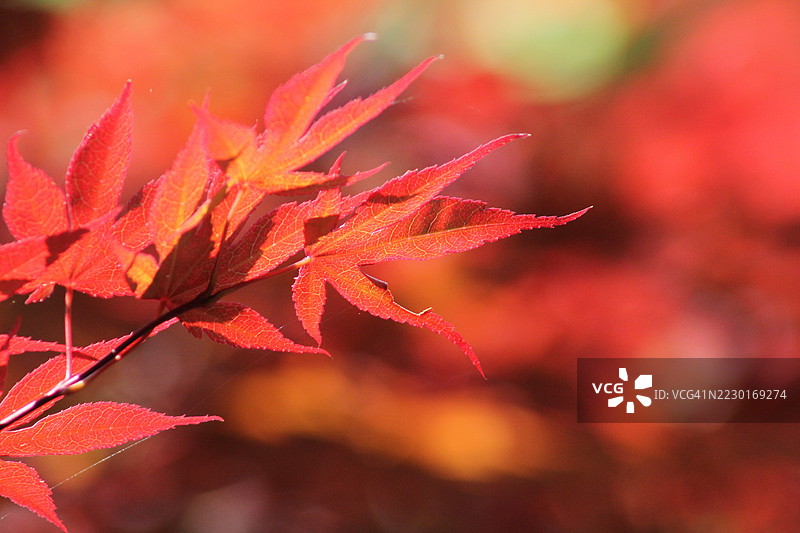 秋天的鲜艳红枫叶图片素材