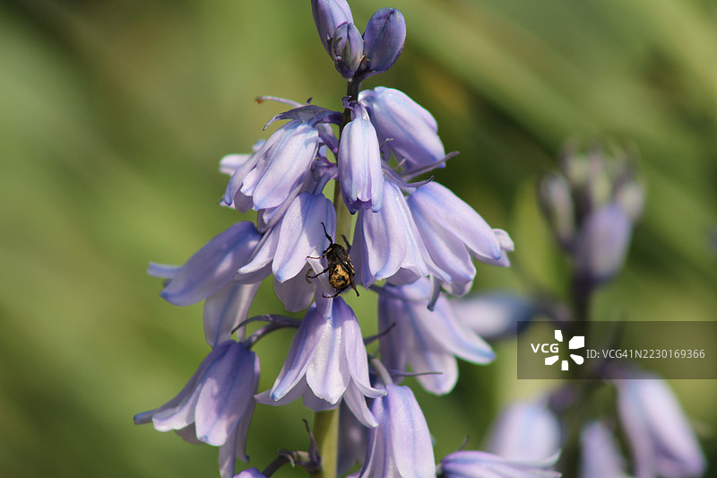 紫色蓝钟花的特写，蜜蜂停在上面图片素材