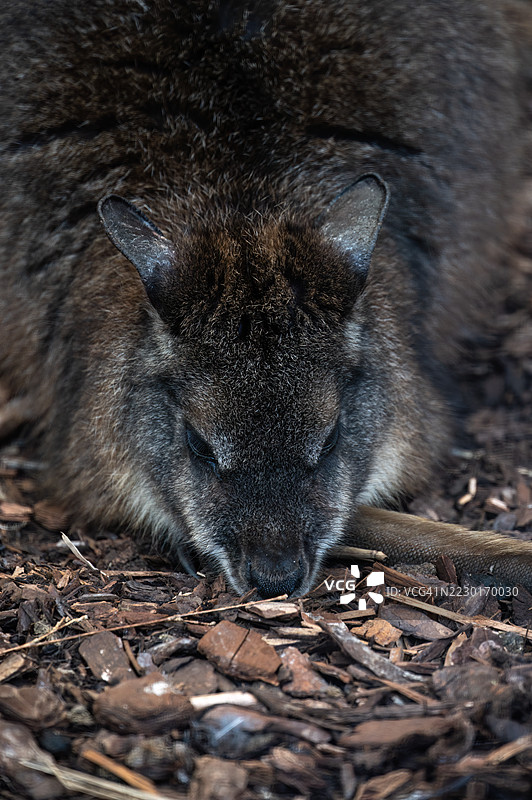 一只壁aby在木屑上休息的特写镜头图片素材