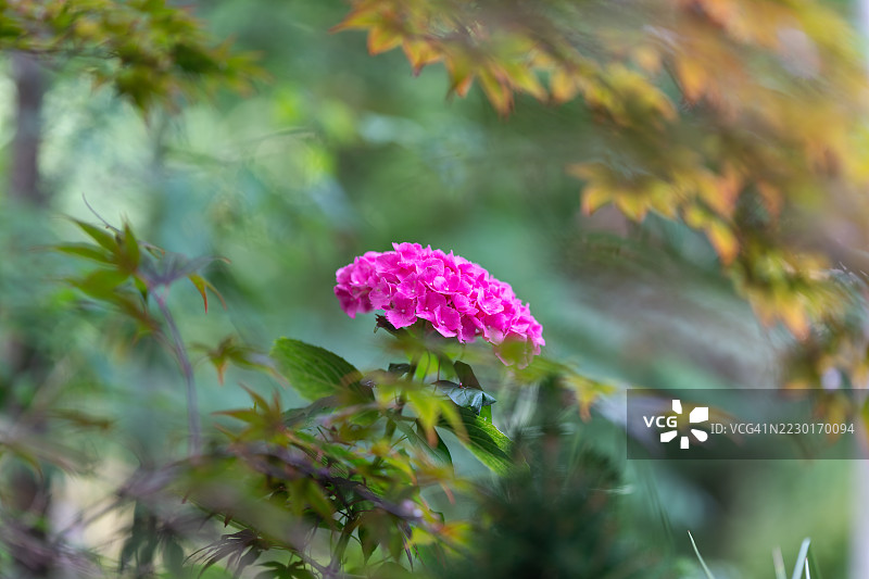 鲜艳的粉色绣球花在郁郁葱葱的花园中盛开图片素材