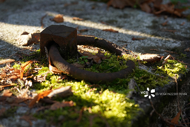 秋日阳光下，苔藓覆盖的混凝土上锈迹斑斑的金属环图片素材