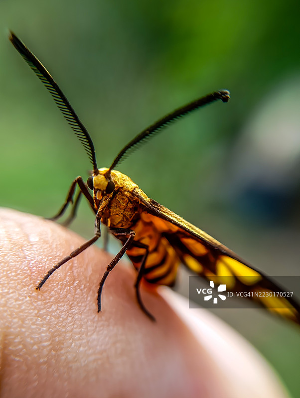 一只虎蛾栖息在手指上的特写镜头图片素材
