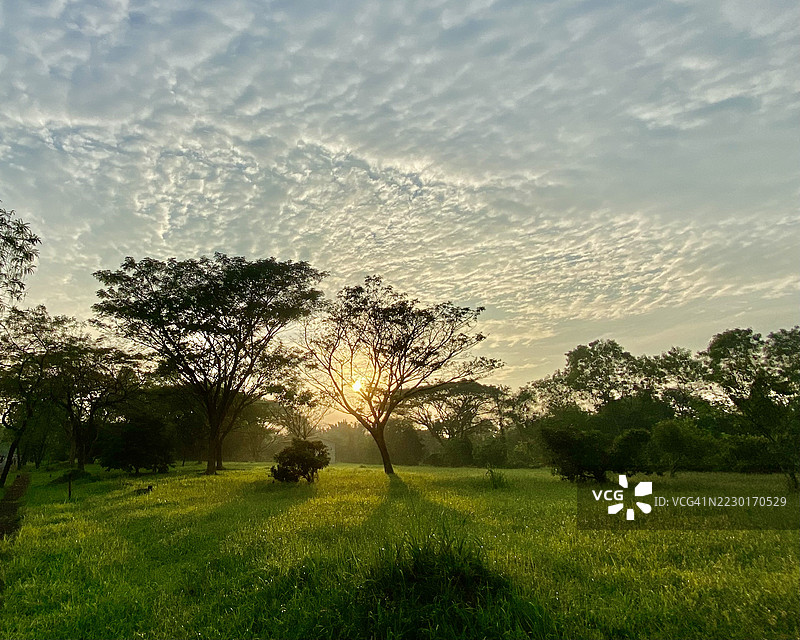 宁静的日落映照在郁郁葱葱的绿野和树木上，印度尼西亚贝卡西县图片素材