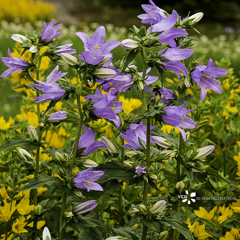 紫色铃兰在黄色花坛中图片素材