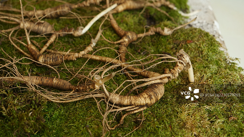 苔藓表面的参根图片素材