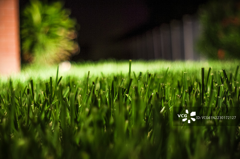 花园中夜间特写的草，哈林根，美国图片素材