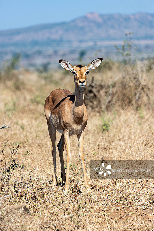 优雅的黑斑羚站在非洲大草原上图片素材