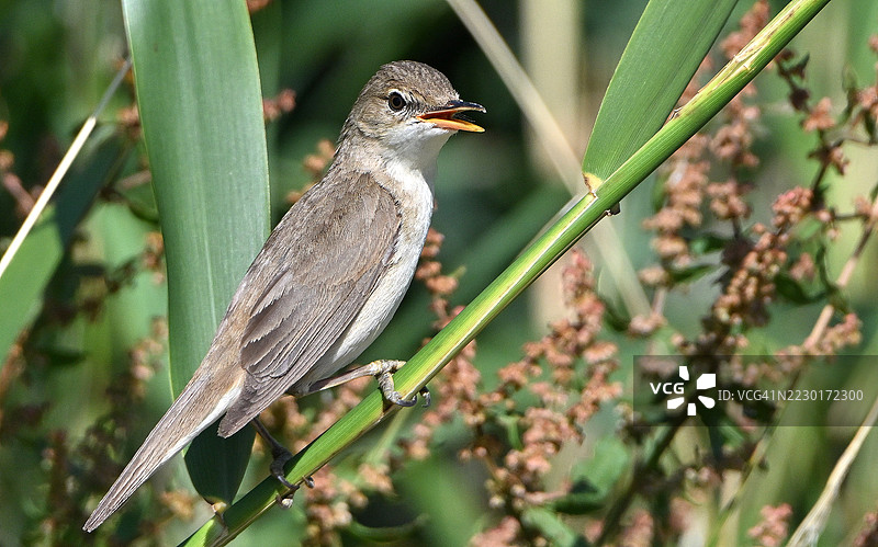 芦苇莺栖息在芦苇上，栖息在自然栖息地中图片素材
