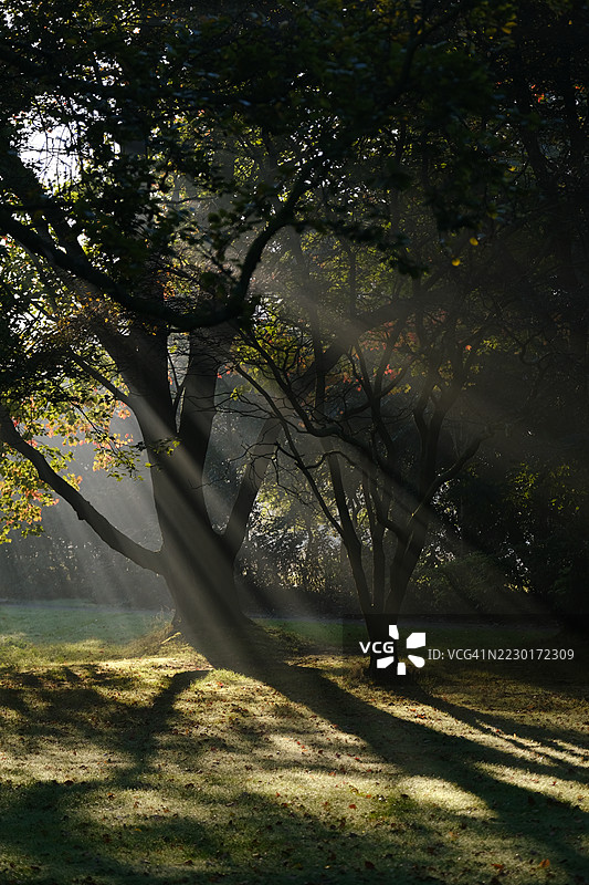 阳光透过雾霭森林中的树木图片素材