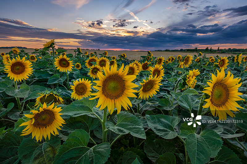 日落时分的向日葵田，阿吉尔库尔，法国图片素材