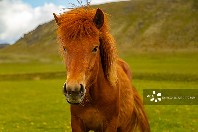 冰岛马在风景如画的自然景观中图片素材