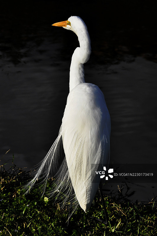 优雅的大白鹭站在水边图片素材