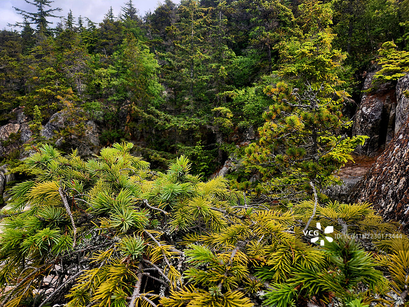 阿拉斯加斯卡圭的郁郁葱葱的森林图片素材