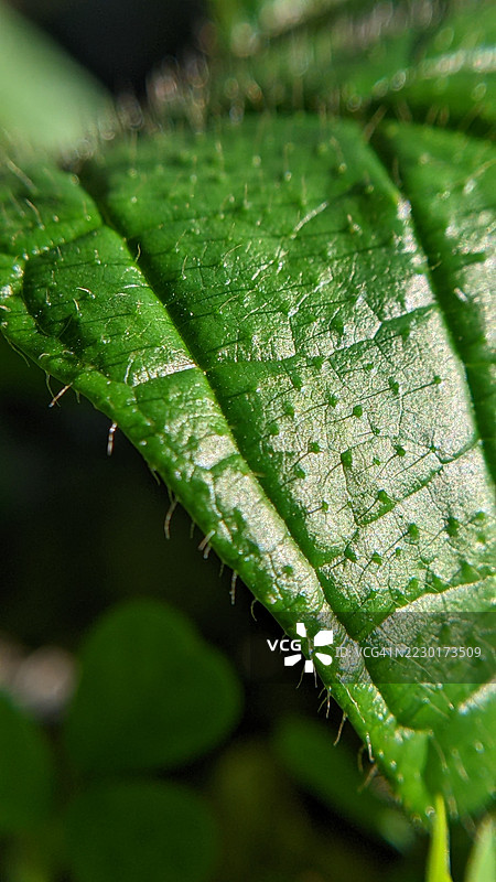 绿色叶子的特写，显示出可见的纹理和细毛。图片素材