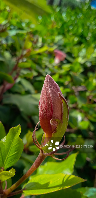 花园中红玫瑰花蕾的特写图片素材