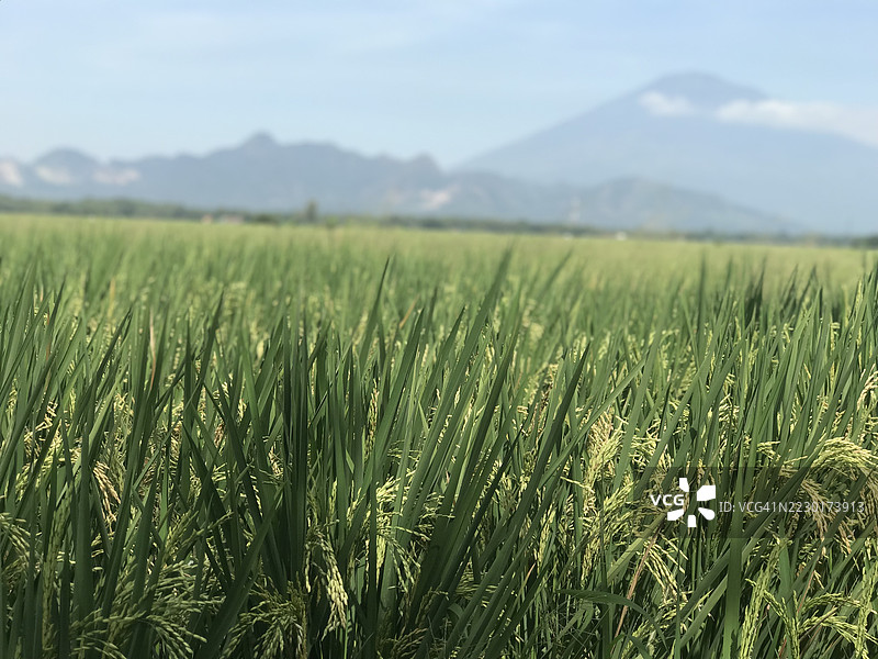 郁郁葱葱的稻田与背景中的山脉图片素材