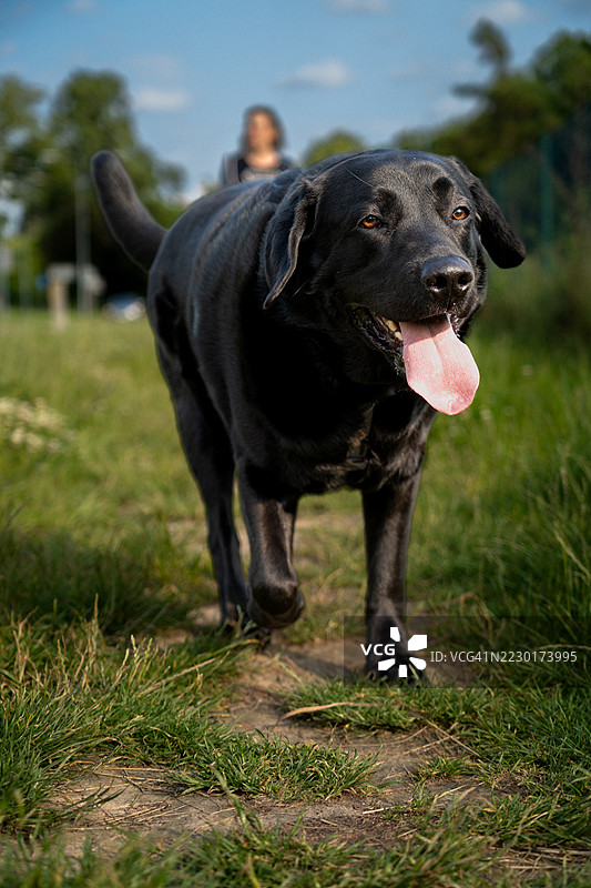 黑色拉布拉多猎犬在草地小径上散步图片素材