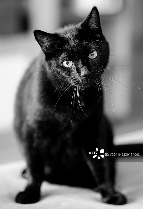 黑猫的黑白肖像图片素材