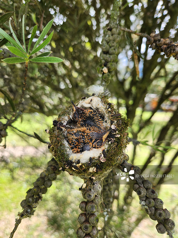小鸟依偎在树枝上的苔藓巢中图片素材